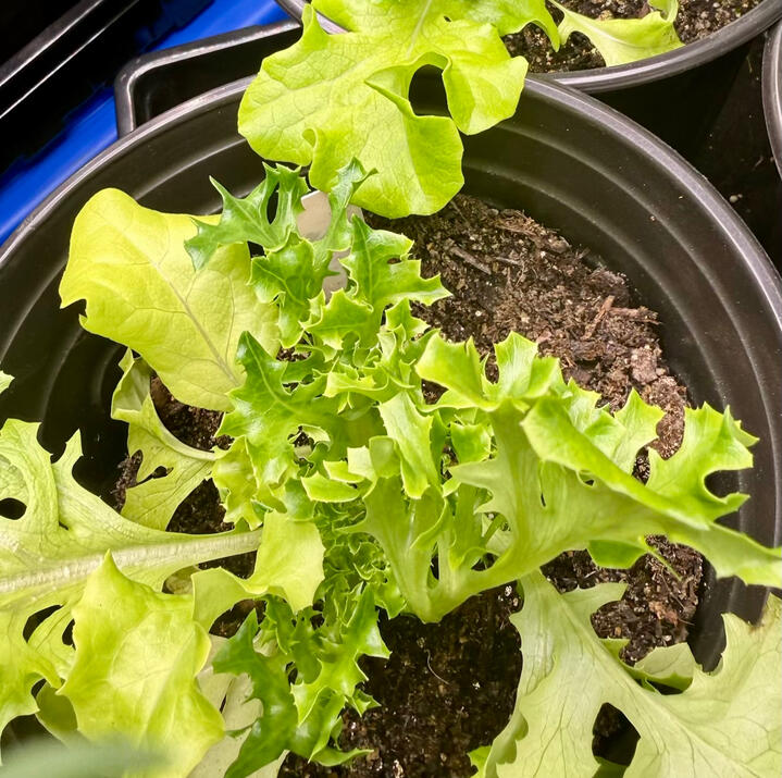 Fresh baby lettuce and mixed greens growing in hydroponic system with vibrant leaves, part of AstroRoot's nutrient-dense indoor
